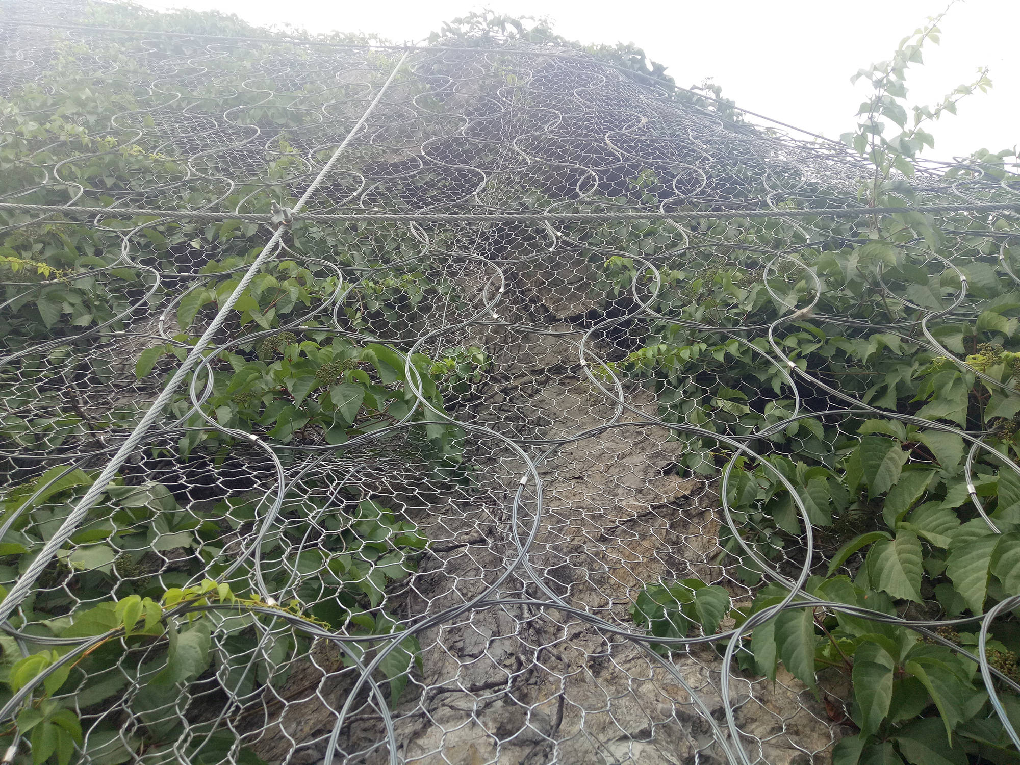 ���wʽ����(d��o)�W(w��ng)